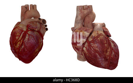 Rendering 3d Illustrazione medica di un cuore umano Foto Stock