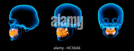 3D render human x ray cranio su sfondo nero Foto Stock