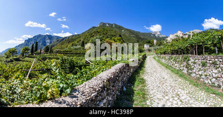 Strada dalla città Sabbinoara al castello di Avio attraverso il vigneto in Val d Adige in Italia, Europa Foto Stock