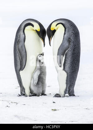 Pinguino imperatore genitori con pulcino Foto Stock