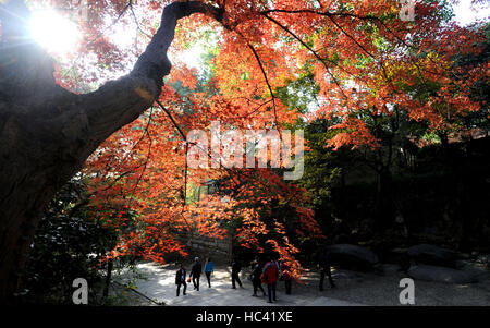 Suzhou, cinese della provincia di Jiangsu. Il 7 dicembre, 2016. I visitatori a piedi sotto un albero di acero a Huqiu, o Tiger Hill, a Suzhou, est cinese della provincia di Jiangsu, 7 dicembre, 2016. Mercoledì contrassegnato 'Daxue', XXI del solare 24 termini in calendario lunare cinese. © appendere Xingwei/Xinhua/Alamy Live News Foto Stock