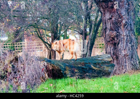 Wandsworth Common, Londra, Regno Unito. Il 7 dicembre, 2016. Cane a camminare lungo un tronco di albero sul comune. La mattina presto sul comune. Credito: JOHNNY ARMSTEAD/Alamy Live News Foto Stock