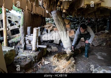 (161208) -- CHONGQING, 8 dicembre, 2016 (Xinhua) -- li colpisce Gaoqiang materiali per la realizzazione di "Tuhuo' carta con una macchina in città Xinglong, a sud-ovest della Cina di Chongqing, 7 dicembre, 2016. Li la famiglia, vivendo in Xinglong città di Chongqing ha tramandato l'artigianato tradizionale di rendere "Tuhuo' carta attraverso cinque generazioni. "Tuhuo' carta, fatto di bambù che cresce in aree locali, richiede elevati standard di tecniche attraverso tutte le fasi di lavorazione. Tuttavia, ad alta intensità di manodopera, scarse vendite e bassi rendimenti, l'imbarcazione viene ereditato da alcuni giovani, che ha spinto il governo a sviluppare i Foto Stock