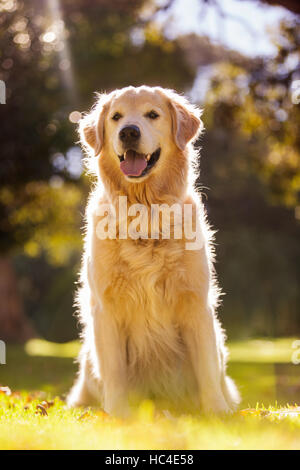 Il Golden Retriever spuntavano lingua in posizione di parcheggio Foto Stock