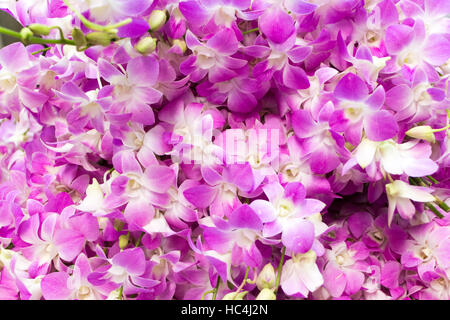 Orchidee viola, Pak Khlong Talat il mercato dei fiori, Bangkok, Thailandia Foto Stock