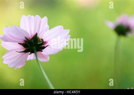 La tarda fioritura cosmo cattura la luce del sole autunnale Jane Ann Butler JABP Fotografia1731 Foto Stock