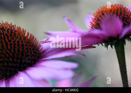 Imponente e di lunga sgambate echinacea le teste dei fiori Jane Ann Butler JABP Fotografia1742 Foto Stock