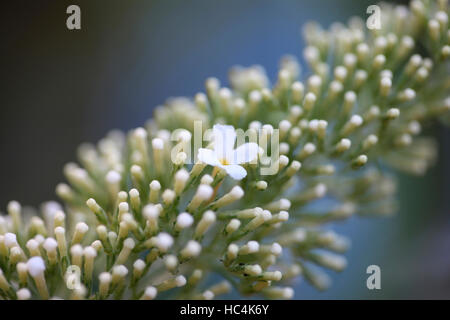 La squisita buddleia davidii fioritura bianco spike - estate preferito Jane Ann Butler JABP Fotografia1740 Foto Stock