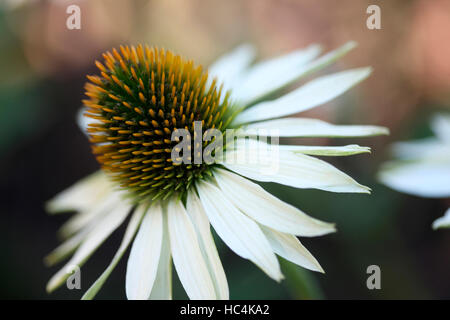 Bianco fiore di Echinacea Jane Ann Butler JABP Fotografia1743 Foto Stock