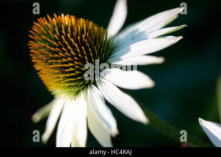 Bianco fiore di Echinacea Jane Ann Butler JABP Fotografia1744 Foto Stock