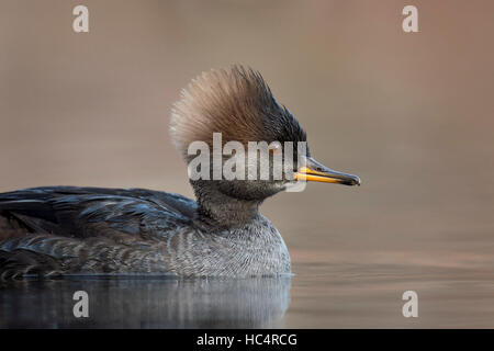 Una femmina di gallina Hooded Merganser galleggia su un tranquillo laghetto nel morbido nel sole pomeridiano con un buon background marrone. Foto Stock