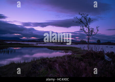 Lone Tree In Rannoch Moor Foto Stock