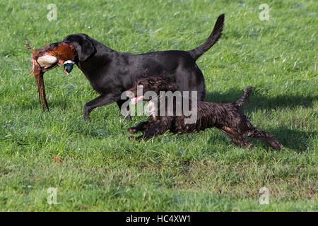 Station wagon shoot, Cirencester, con i cani che trasportano un volume di catture di fagiano. Foto Stock