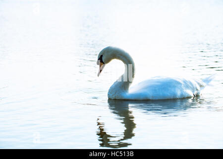 Cigno su un chiaro riflesso pond. Foto Stock