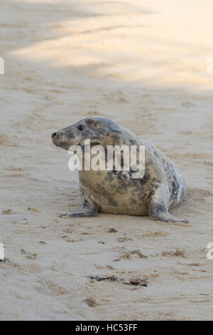 Spiaggia Horsey colonia di foche Norfolk Foto Stock