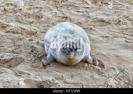 Spiaggia Horsey colonia di foche Norfolk Foto Stock