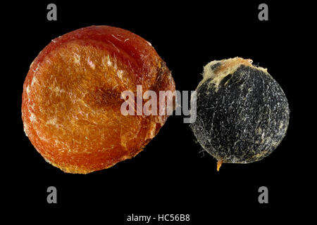 Atriplex ortensis, Orache da giardino, Gartenmelde, primo piano, frutta (semi), diametro 2-4 mm Foto Stock