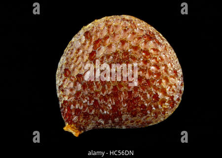Atropa belladonna, belladonna Tollkirsche, sementi, vicino, la dimensione della granella 1-2 mm Foto Stock