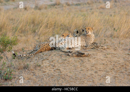 Ghepardo la madre ed i suoi due bambini piccoli (Acinonyx jubatus) rilassante sulla savana in Sud Africa Foto Stock