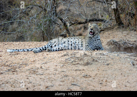 Un giovane africano leopard cub (Panthera pardus) si rilassa su un banco di sabbia, Sud Africa Foto Stock