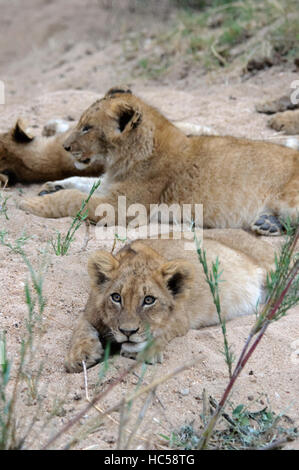 Tre giovani lion cubs (Panthera leo) potrete rilassarvi su un banco di sabbia in Sud Africa Foto Stock