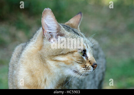 Close-up verticale di un Africano gatto selvatico (Felis silvestris lybica), Sud Africa Foto Stock