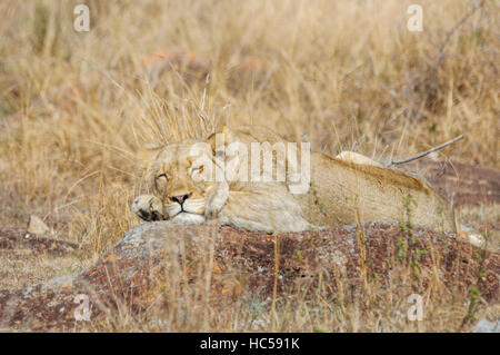 Una leonessa africana (Panthera leo) si addormenta su una roccia nella savana, Sud Africa Foto Stock