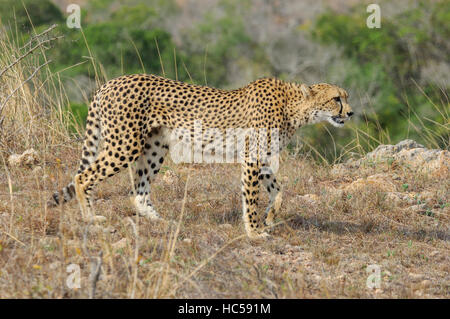 Madre ghepardo (Acinonyx jubatus) stalking un antilope in Sud Africa Foto Stock