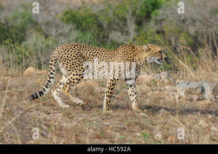 Madre ghepardo (Acinonyx jubatus) stalking un antilope in Sud Africa Foto Stock