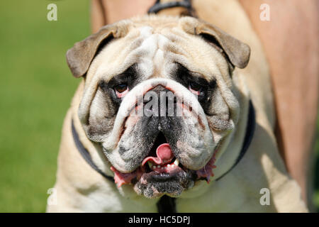 Un bulldog fotografato su una spiaggia di Cape Town. Il cane è avvertenza me per mantenere la mia distanza dal suo proprietario. Foto Stock