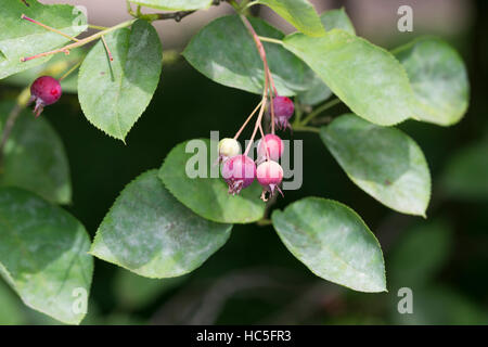 Kupfer-Felsenbirne, Kupferfelsenbirne, Felsenbirne, Früchte, Amelanchier lamarckii, Juneberry, Serviceberry Foto Stock