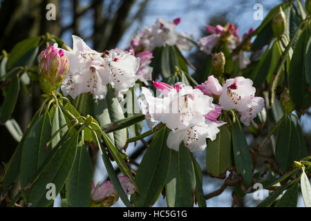 Rododendri, Sichuan-Rhododendron, rododendro sutchuenense, Sichuan Rododendro Foto Stock