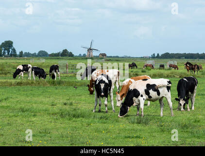 La natura in Frisia, parte og Paesi Bassi con il bianco e nero e bianco brwon vacche con mulino a vento come sfondo Foto Stock