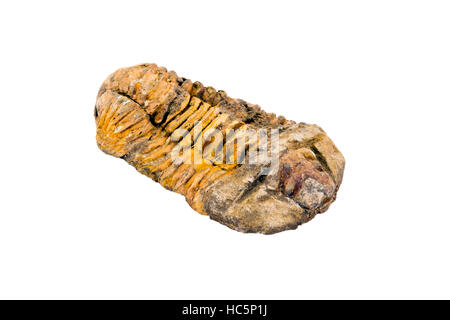 Fossile trilobata (Calymene sp.) dal Marocco Foto Stock