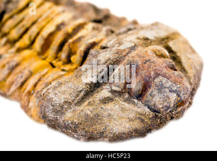 Fossile trilobata (Calymene sp.) dal Marocco Foto Stock