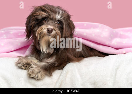 Carino giacente chocolate Havanese cane in un letto sotto una coltre di colore rosa, prima di un background malva Foto Stock