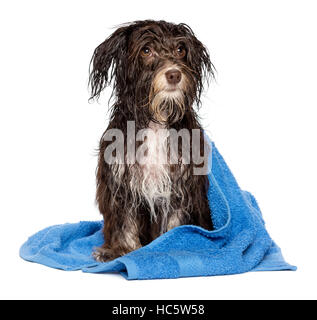 Wet dark chocolate havanese cane dopo il bagno con un asciugamano blu Foto Stock