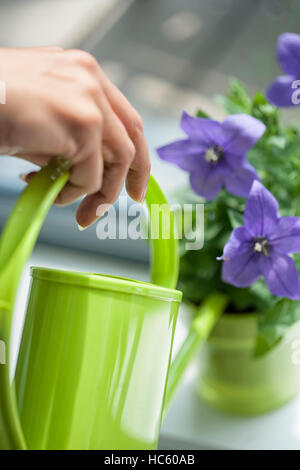 Irrigazione fiori viola con una verde annaffiatoio in casa sua Foto Stock