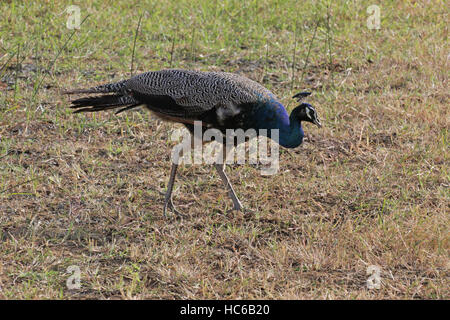 Peacock (Pavo cristatus) Foto Stock