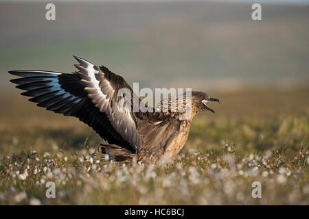 Grande Skua, Stercorarious skua visualizzazione presso il suo nido su Hermaness Riserva Naturale Nazionale, Unst Shetland Giugno Foto Stock