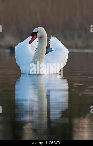 Cigno Cygnus olor maschio su territorio Cley molla di Norfolk Foto Stock