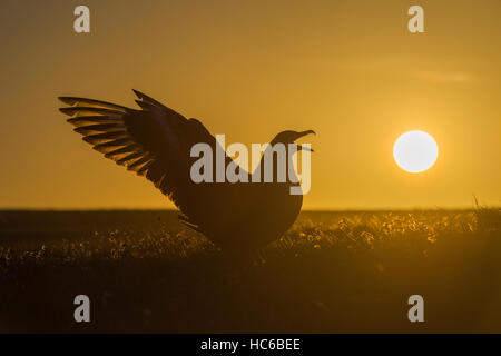 Grande Skua, Stercorarious skua visualizzazione presso il suo nido su Hermaness Riserva Naturale Nazionale, Unst Shetland Giugno Foto Stock