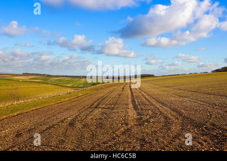 Una collina campo coltivato con siepi e prati in un Yorkshire wolds il paesaggio è sotto un azzurro cielo molto nuvoloso in autunno Foto Stock