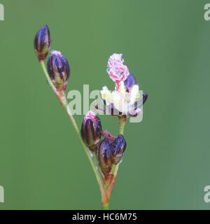 Blackgrass, Juncus gerardii, Foto Stock