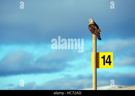 Falco ferruginosa (Buteo regalis) appollaiato su un post, Regione Chilcotin, BC, British Columbia, Canada - North American Bird / uccelli Foto Stock