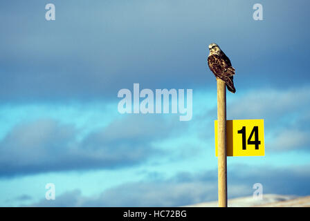 Falco ferruginosa (Buteo regalis) appollaiato su un post, Regione Chilcotin, BC, British Columbia, Canada - North American Bird / uccelli Foto Stock