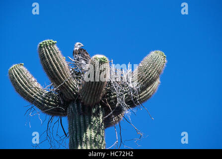 La Turchia Vulture pulcino (Cathartes aura) seduta nel nido sulla sommità del cactus Saguaro (Carnegiea gigantea), Arizona, Stati Uniti d'America Foto Stock