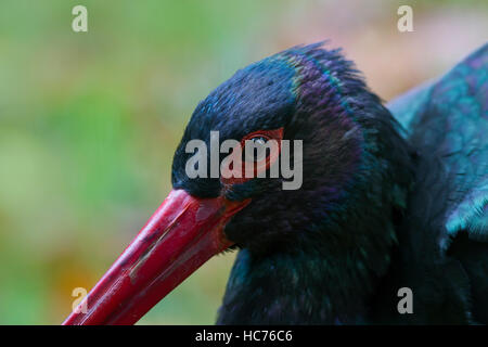 Cicogna Nera (Ciconia nigra) fino in prossimità della testa Foto Stock