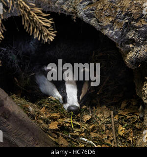 Europea (Badger Meles meles) dormire in den / imp nella foresta di conifere Foto Stock