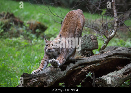 Eurasian (Lynx Lynx lynx) stretching arti e affilatura artigli sul tronco di albero nella foresta Foto Stock